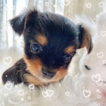 ミックス(ヨークシャーテリアxチワワ)【宮崎県・女の子・2023年1月18日・ブラックタン】の写真「🌺おっとり可愛い子🌺」