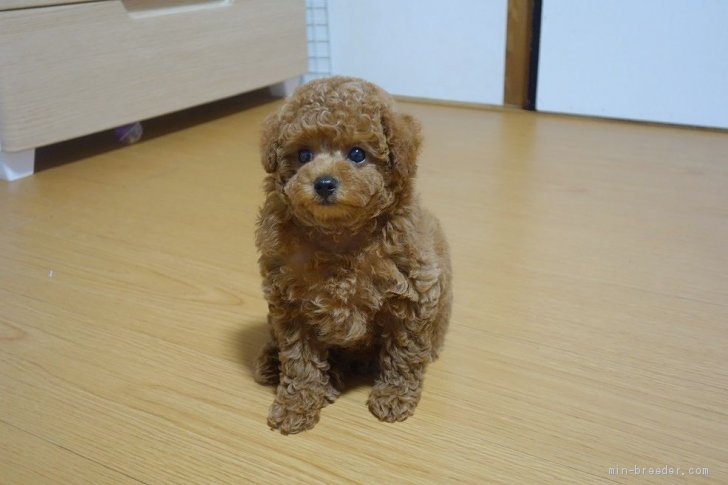 4月19日生まれのお鼻が短いペチャ顔のカンナちゃん 永田佳美ブリーダー みんなのブリーダー 4月19日生まれのお鼻が短いペチャ顔のカンナちゃん 永田佳美ブリーダー みんなのブリーダー