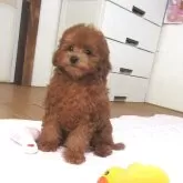 タイニープードル【千葉県・男の子・2025年8月7日・レッド】の写真6