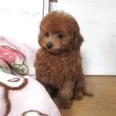 タイニープードル【千葉県・男の子・2025年8月7日・レッド】の写真7