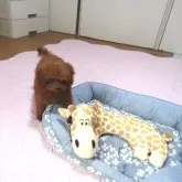 ティーカッププードル【千葉県・女の子・2025年6月25日・レッド】の写真8