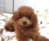 タイニープードル【千葉県・男の子・2025年6月21日・レッド】の写真3