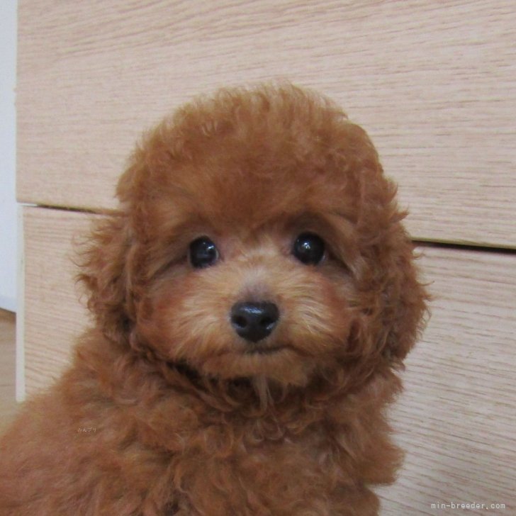 ブリーダー画像