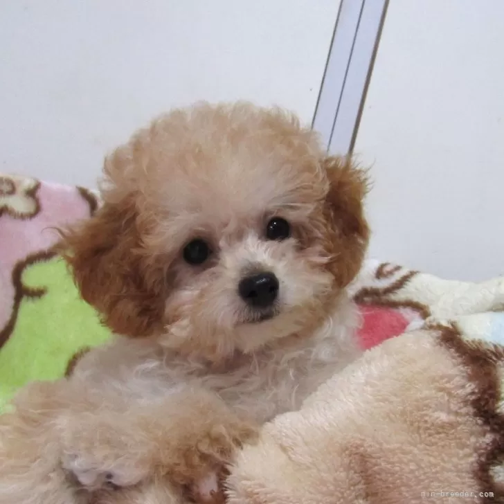 ID：2501-08169の子犬