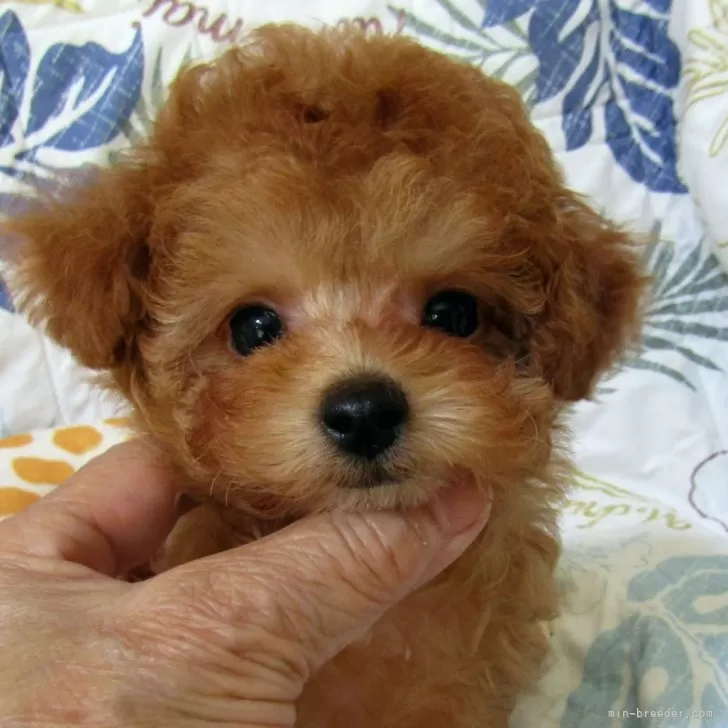 ID:2508-01439の子犬