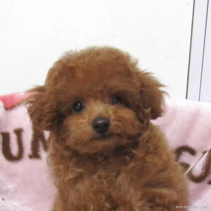 クー 様のお迎えした子犬