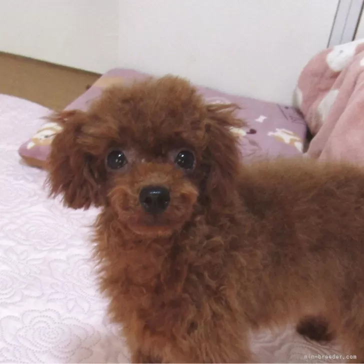 ID：2603-03247の子犬
