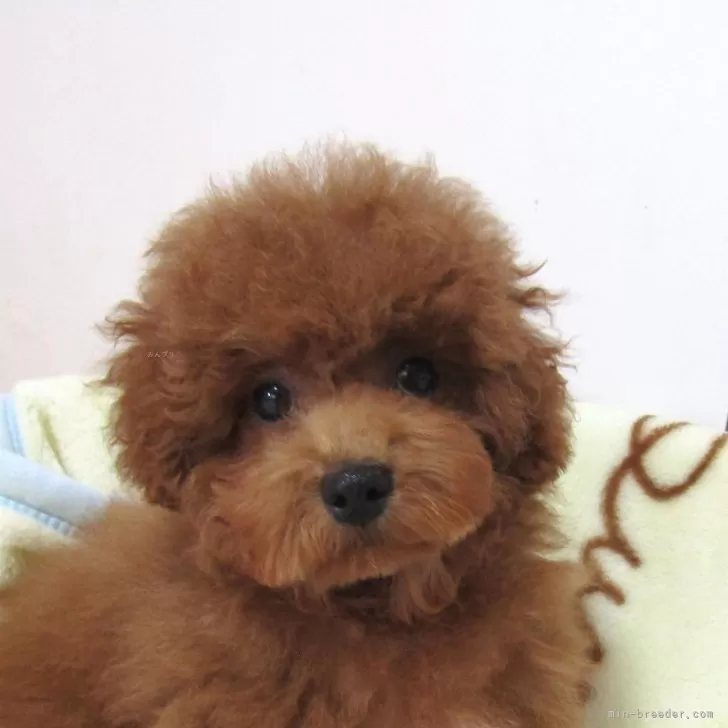 ID:2501-02168の子犬