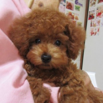 タイニープードル【千葉県・男の子・2025年6月21日・レッド】の写真「健康優良児の可愛らしい子」