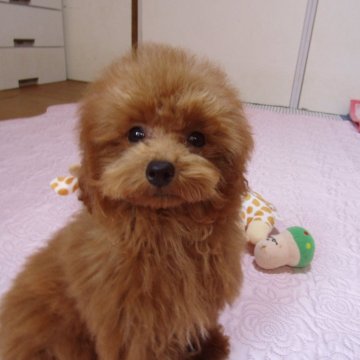 タイニープードル【千葉県・男の子・2025年6月21日・レッド】の写真「上品なお顔立ちで時期的に飼い易くなっております」