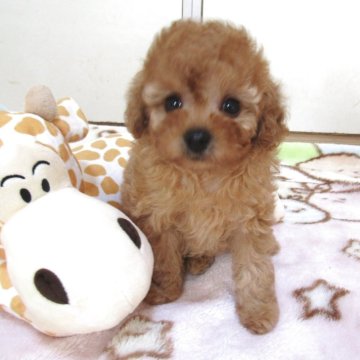 トイプードル(ティーカップ)【千葉県・女の子・2025年8月18日・アプリコット】の写真「短いお鼻でとびっきりの美人さん」