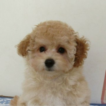 トイプードル(トイ)【千葉県・男の子・2025年6月4日・アプリコット】の写真「クリクリ毛巻きのイケメン君」