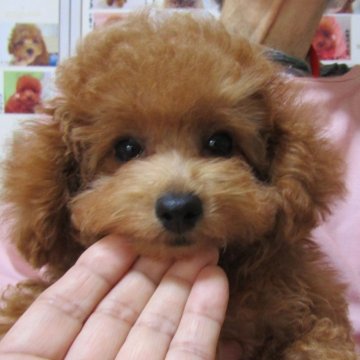 トイプードル(タイニー)【千葉県・女の子・2025年4月15日・レッド】の写真「上品なお顔立ちの可愛いお嬢さん」