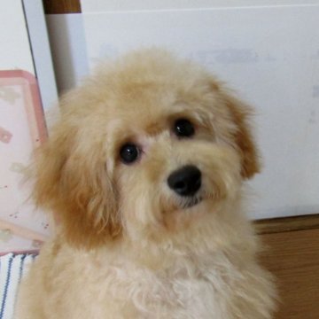 トイプードル(トイ)【千葉県・男の子・2025年4月15日・アプリコット】の写真「優しい性格で大きなパッチリお目目のイケメン君」