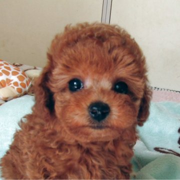 トイプードル(タイニー)【千葉県・女の子・2025年8月18日・レッド】の写真「お鼻が短く大きなお目目の究極な美人さん」