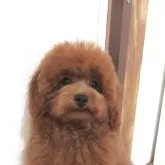 トイプードル(トイ)