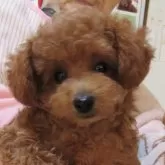 タイニープードル