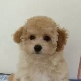 タイニープードル