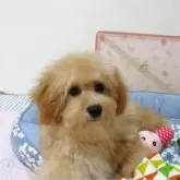 トイプードル(トイ)
