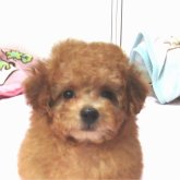 トイプードル(タイニー)