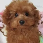 タイニープードル