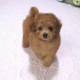 タイニープードル