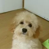 トイプードル(トイ)