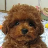 タイニープードル
