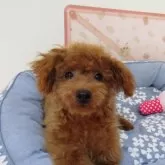 タイニープードル