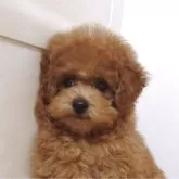 タイニープードル