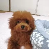 ティーカッププードル
