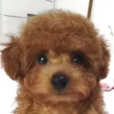 タイニープードル