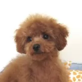 タイニープードル