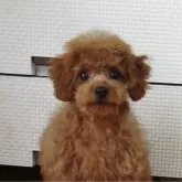 タイニープードル