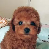 タイニープードル