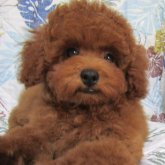 トイプードル(トイ)