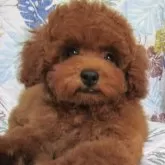 トイプードル(トイ)