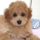 トイプードル(トイ)
