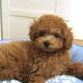 タイニープードル