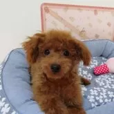 タイニープードル【千葉県・男の子・2025年3月27日・レッド】の写真2「只今成犬の毛に換毛中です。」