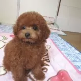 タイニープードル【千葉県・男の子・2025年8月7日・レッド】の写真3