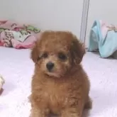 タイニープードル【千葉県・男の子・2025年8月18日・アプリコット】の写真4