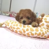 タイニープードル【千葉県・男の子・2025年8月18日・アプリコット】の写真13「ね、む、い。。。。」