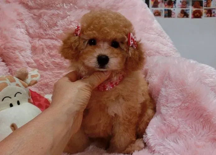 ID：1408-01319の子犬