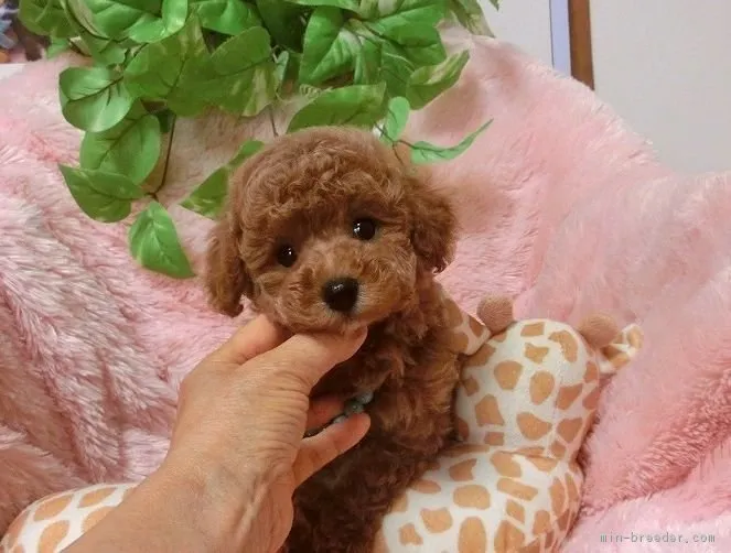 kenpoo 様のお迎えした子犬