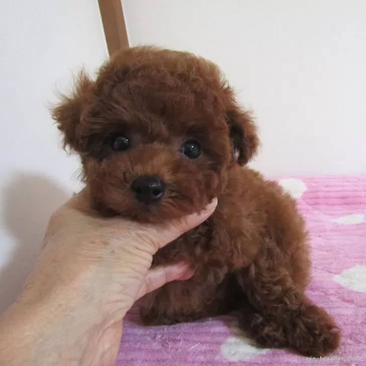 ID:2401-03142の子犬