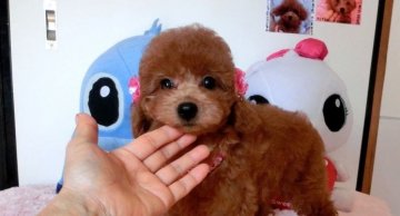 トイプードル(タイニー)【千葉県・女の子・2014年6月27日・レッド】の写真「　　　明るい性格の可愛いお顔のプリンセスちゃん」