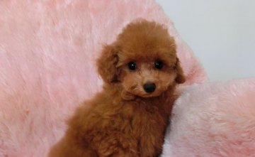 トイプードル(タイニー)【千葉県・男の子・2014年3月6日・レッド】の写真「上品なお顔立ちの明るく面白い性格」