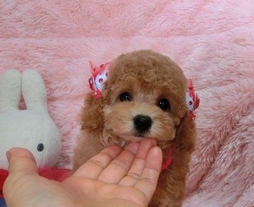 トイプードル(タイニー)【千葉県・女の子・2014年6月14日・レッド】の写真「綺麗な毛色の可愛らしい子」