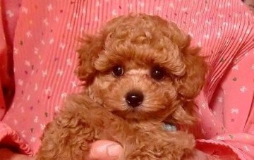 トイプードル(タイニー)【千葉県・男の子・2014年2月14日・レッド】の写真「可愛いモコモコのこぐま君」